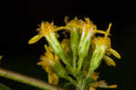 Wreath goldenrod